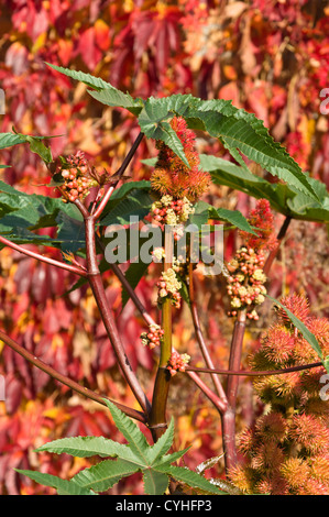 Olio di ricino impianto (Ricinus communis) Foto Stock