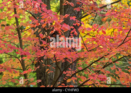Acero Rosso (acer rubrum) Foto Stock