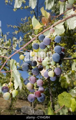 Dettaglio di un vigneto in il Vinho Verde regione, Basto, Portogallo Foto Stock