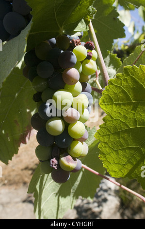 Dettaglio di un vigneto in il Vinho Verde regione, Basto, Portogallo Foto Stock