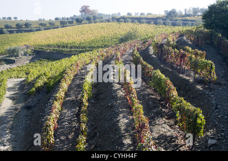 Quinta do Noval vigneti nella regione del Douro, il nord del Portogallo Foto Stock