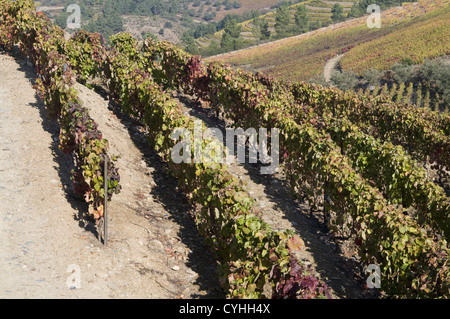 Quinta do Noval vigneti nella regione del Douro, il nord del Portogallo Foto Stock