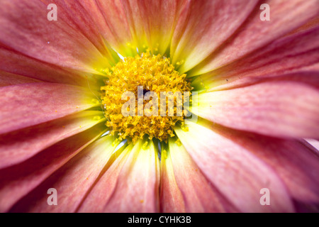 Cuore del fiore Foto Stock