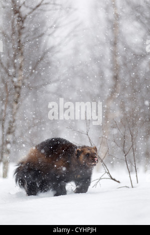 Captive Wolverine, Ghiottone (Gulo gulo) nella neve, in Polar Zoo, Bardu, Norvegia, Europa Foto Stock