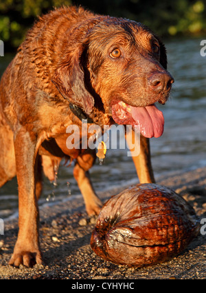 Cane in Kauai chi recupera noci di cocco Foto Stock