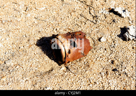 Tiro al bersaglio del cestino nel Western Mojave Desert Foto Stock