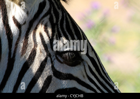 Close up dell'occhio di una zebra che mostra le ciglia lunghe . Foto Stock