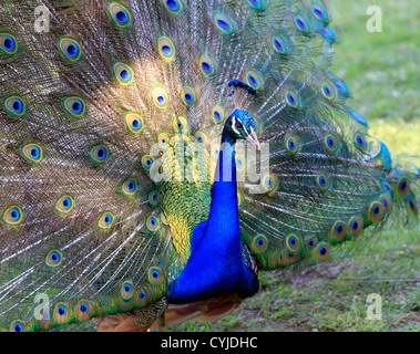 Peafowl indiano (Pavo cristatus)mostra il suo piumaggio al Tygerberg Zoo nei pressi di Città del Capo. Foto Stock