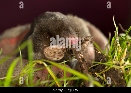 Vista ravvicinata di un comune Live Mole Talpa europaea mangiare un verme mentre viene prelevato da un giardiniere REGNO UNITO Foto Stock