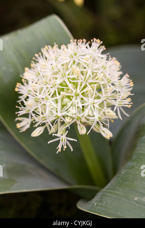 Allium karataviense " Avorio Queen' Foto Stock