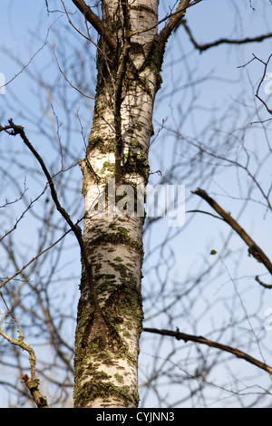 Bianco europeo betulla, Vårtbjörk (Betula pendula) Foto Stock