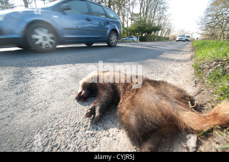 Un Europeo Badger che giace morto sul lato della strada Meles meles Foto Stock