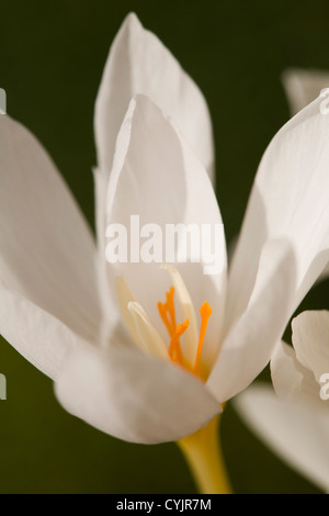 Crocus pulchellus Foto Stock