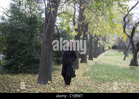 Fila di Ginkgo al Brooklyn Botanic Garden, Brooklyn, New York. Foto Stock