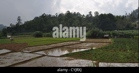 Vista attraverso i campi dalla strada panoramica del treno tra Haputale ed Ella, Sri Lanka. Foto Stock