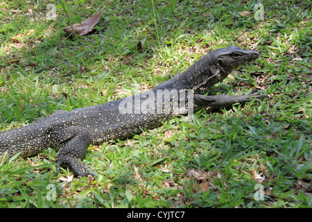 Sud-est asiatico Monitor acqua (Varanus salvator macromaculatus), Karambunai, Kota Kinabalu, Sabah Borneo, Malaysia, SE Asia Foto Stock