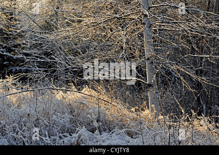 Una spolverata di prima neve sulle erbe e alberi, maggiore Sudbury, Ontario, Canada Foto Stock