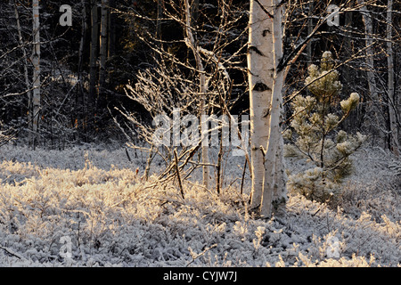 Una spolverata di prima neve sulla betulla alberi e cespugli di mirtilli, maggiore Sudbury, Ontario, Canada Foto Stock