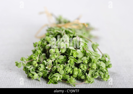 Mazzetto di maggiorana fioritura herb closeup sulla tovaglia beige Foto Stock