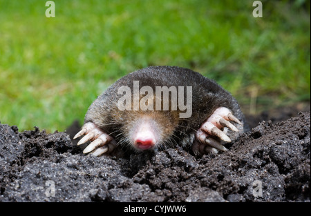 Una mole è strisciando attraverso la sabbia Foto Stock