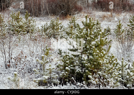 Una spolverata di prima neve su alberi di abete rosso in un prato, maggiore Sudbury, Ontario, Canada Foto Stock