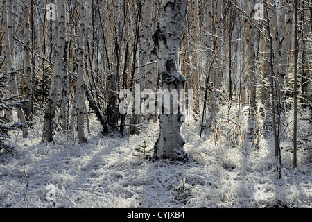 Una spolverata di prima neve su betulle, maggiore Sudbury, Ontario, Canada Foto Stock