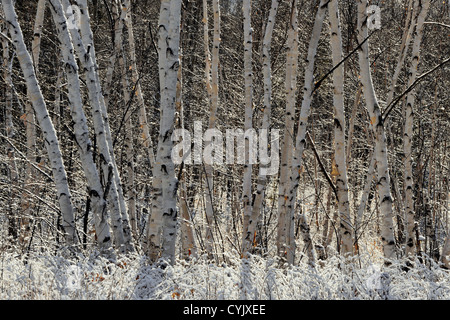 Una spolverata di prima neve su betulle, maggiore Sudbury, Ontario, Canada Foto Stock