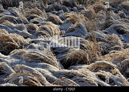 Una spolverata di prima neve sulle erbe palustri, maggiore Sudbury, Ontario, Canada Foto Stock