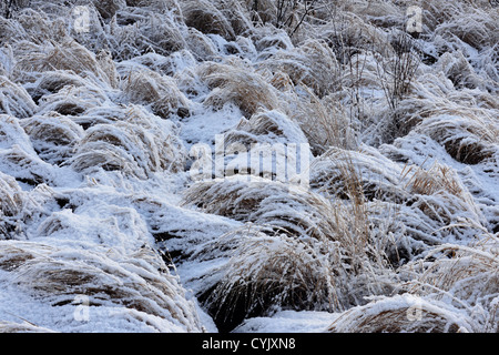 Una spolverata di prima neve sulle erbe palustri, maggiore Sudbury, Ontario, Canada Foto Stock