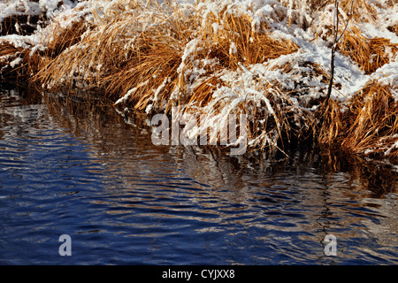 Una spolverata di prima neve sulle erbe palustri in un stagno di castoro, maggiore Sudbury, Ontario, Canada Foto Stock