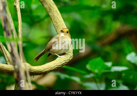 Bella rufous-browed flycatcher(Ficedula solitaris) nella foresta thailandese Foto Stock