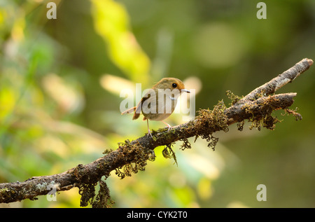 Bella rufous-browed flycatcher(Ficedula solitaris) nella foresta thailandese Foto Stock