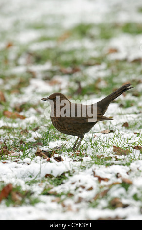 Merlo sul terreno nevoso a caccia di cibo in inverno ritratto Foto Stock