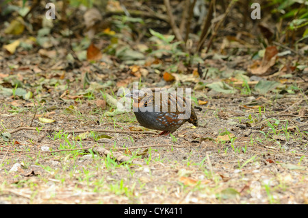 Bella rufous-throated partridge(Arborophila rufogularis) nella foresta thailandese Foto Stock