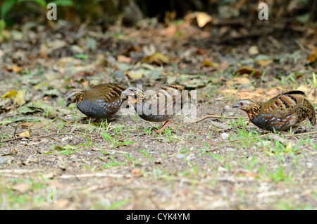 Bella rufous-throated partridge(Arborophila rufogularis) nella foresta thailandese Foto Stock