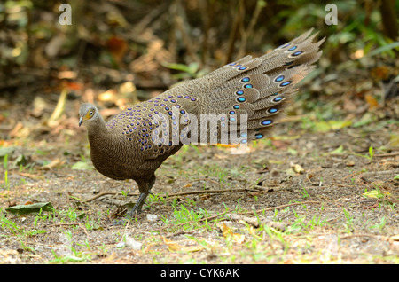 Bel maschio grigio-blu pavone fagiano (Polyplectron bicalcaratum) nella foresta thailandese Foto Stock