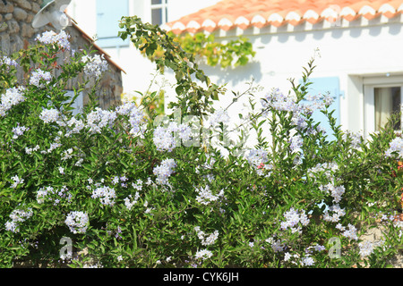 Gelsomino Nightshade, Solanum jasminoides = Solanum laxum (Francia, della Vandea, île de Noirmoutier) Foto Stock