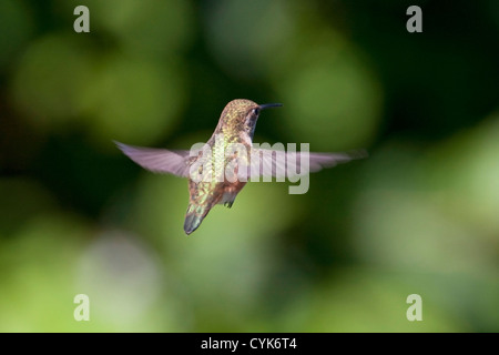 Rufous Hummingbird (Selasphorus rufus) femmina passando nei pressi di un colibrì alimentatore di Nanaimo, Isola di Vancouver, BC, Canada in giugno Foto Stock