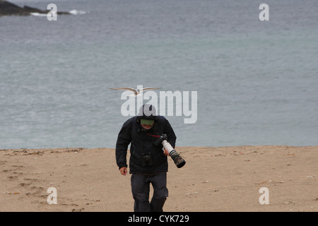 Arctic Tern Sterna paradisaea mobbing un fotografo, Shetland, Scotland, Regno Unito Foto Stock