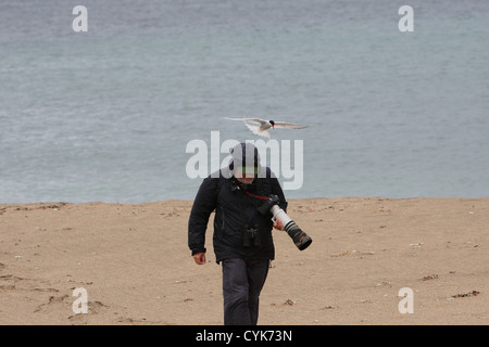 Arctic Tern Sterna paradisaea mobbing un fotografo, Shetland, Scotland, Regno Unito Foto Stock