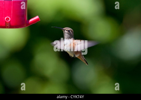 Rufous Hummingbird (Selasphorus rufus) femmina passando nei pressi di un colibrì alimentatore di Nanaimo, Isola di Vancouver, BC, Canada in giugno Foto Stock