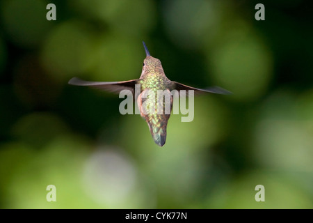 Rufous Hummingbird (Selasphorus rufus) femmina passando nei pressi di un colibrì alimentatore di Nanaimo, Isola di Vancouver, BC, Canada in giugno Foto Stock