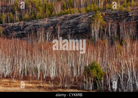 Foresta di betulla con il reimpianto di alberi di pino, maggiore Sudbury, Ontario, Canada Foto Stock