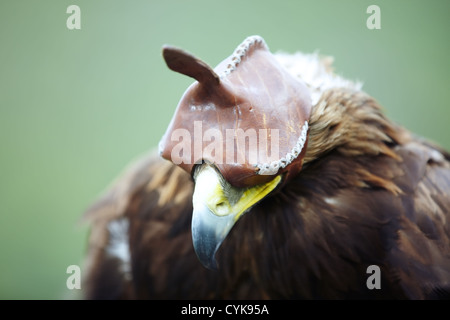 Falcone da caccia con cappa in pelle Foto Stock