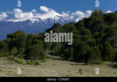 Huerquehue Parco Nazionale del Cile. Sud America. Vulcano Villarrica sorge sopra monkeypuzzle alberi, conosciuto anche come pehuen. Foto Stock