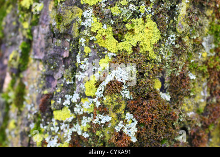 Close-up di muschio verde lichene e su un vecchio tronco di albero Foto Stock