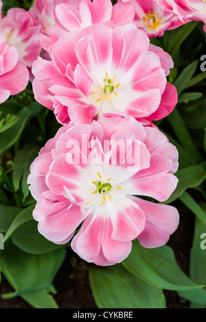 Double Fine Tulip, Tulipa "Granda", a Giardini Keukenhof in Olanda meridionale nei Paesi Bassi. Foto Stock