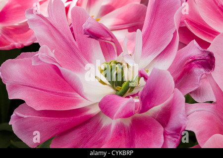 Double Fine Tulip, Tulipa "Granda", a Giardini Keukenhof in Olanda meridionale nei Paesi Bassi. Foto Stock