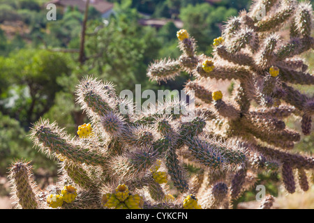 Cholla Cactus retroilluminato a Sedona, Arizona. Foto Stock