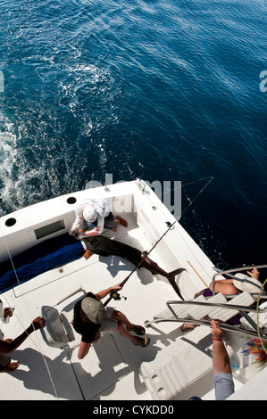 Messico, Puerto Vallarta. Deep-mare pesca sportiva per sailfish Puerto Vallarta, Messico. Foto Stock